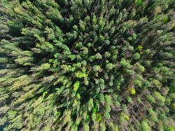 Aerial View of a Lush Spring Forest Canopy