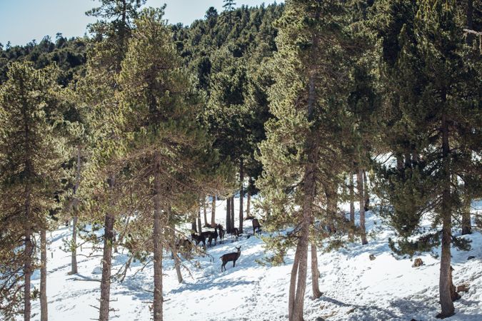 Noble deers near trees between snow