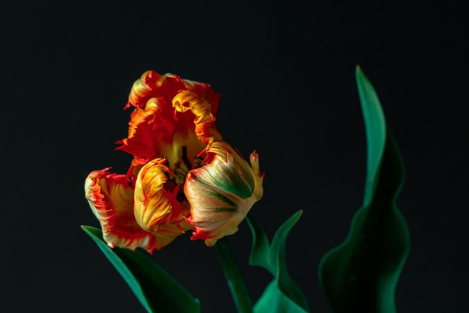 Side view of tulip