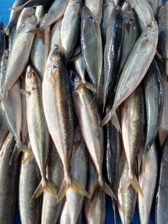 A pile of sea fish sold in the market to be used as a side dish in Indonesia.