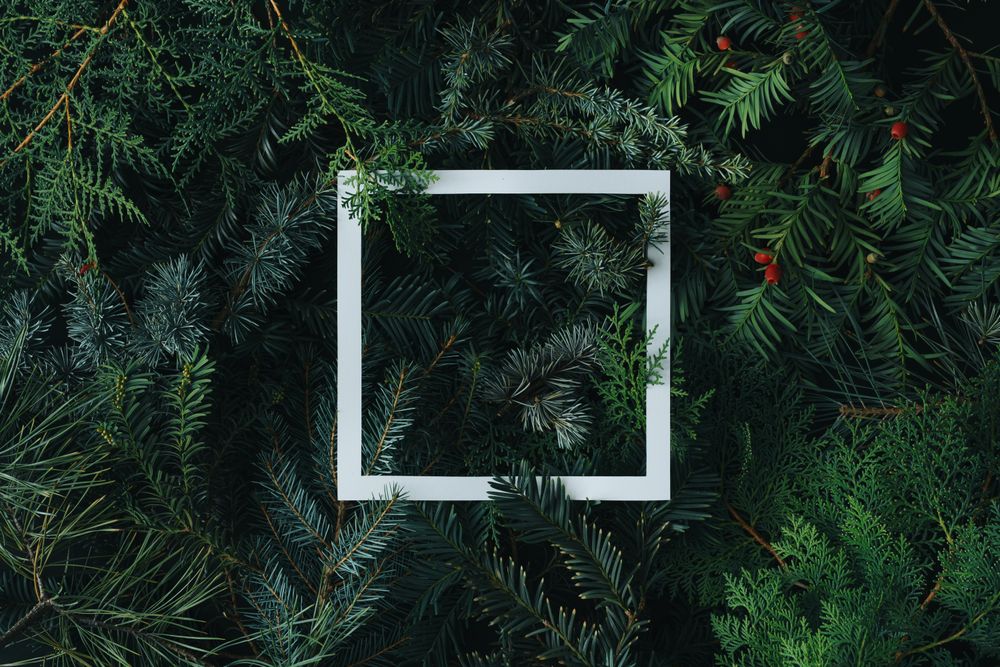 Square outline on pine background