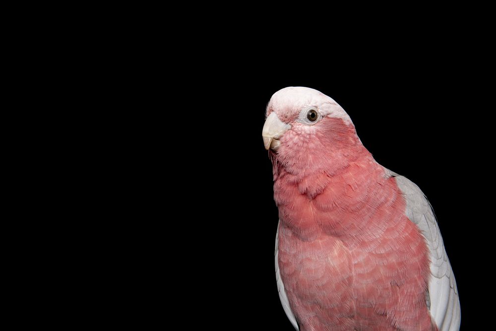 Portrait of a pretty pink galah cockatoo on a dark background