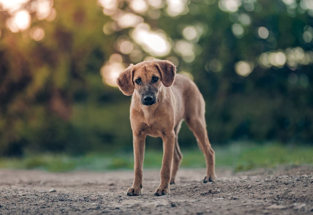 Brown short coat medium stray dog on grey sand