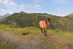 Horse on tether pasturing in mountains