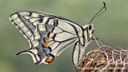 Macro photography of gray  butterfly on brown plant 0Lp1R0