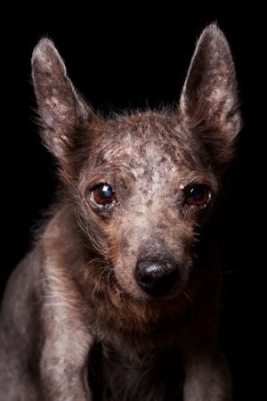 Amazing dog staring at camera