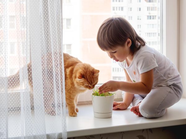 Toddler sits on windowsill and feeds cute ginger cat with green grass from flower pot