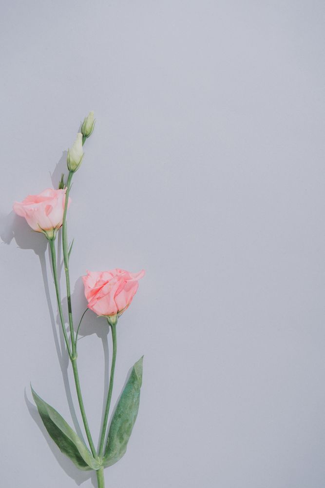 Creative flat lay composition with spring flowers and gray background