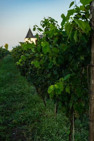 The green vines in Lopota, Georgia