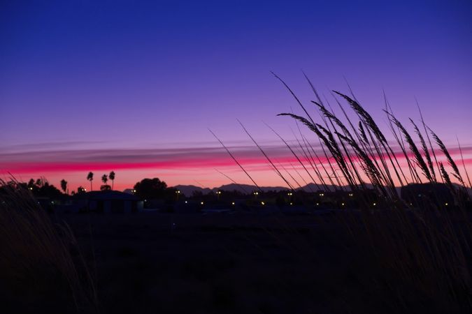 Inclined bush against sunset sky