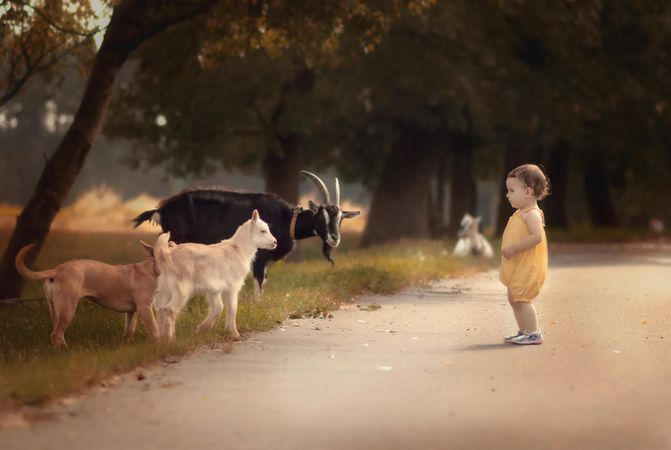 Toddler standing beside goats outdoor