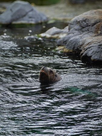 Steller Sea Lion (Eumetopias jubatus)