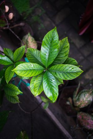 Top view of Houseplant in front of house with other plant as background