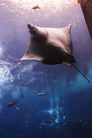 Various fish in large aquarium