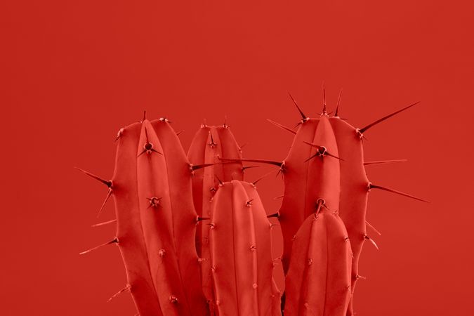 Red Cactus with spikes on a red background