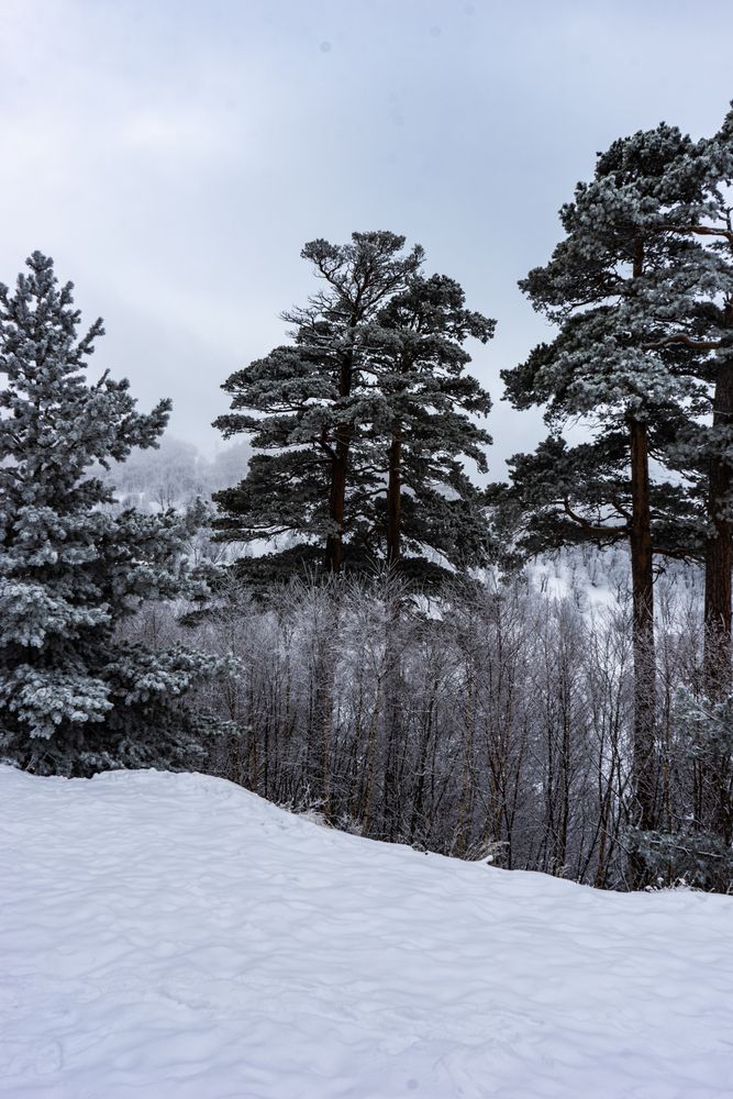 Tree covered with snow Caucasus mountain ski trail