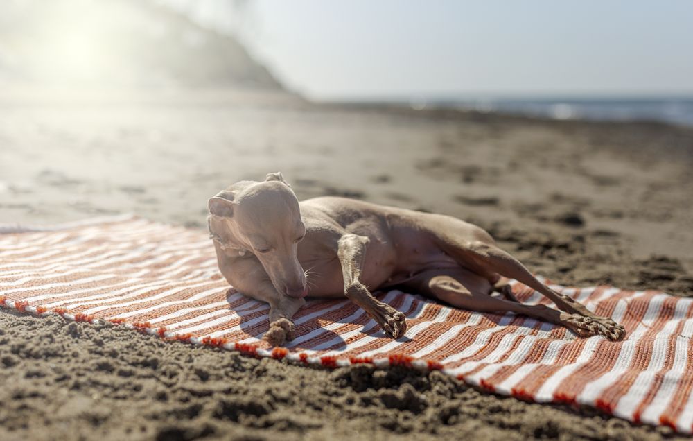 Puppy playing on beach towel at seashore