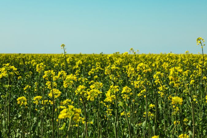 Rapeseed field against blue skies, space for text. Beautiful spring bloom