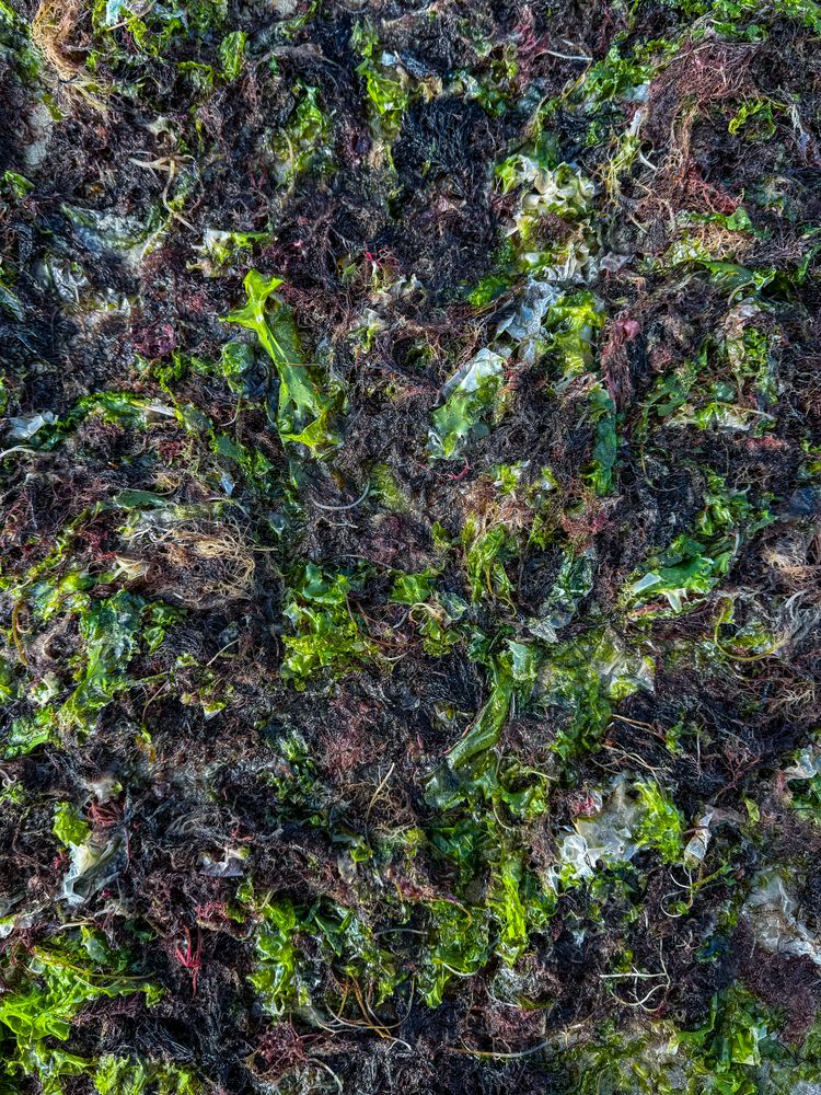 Seaweed at low tide, ile de Ré, France