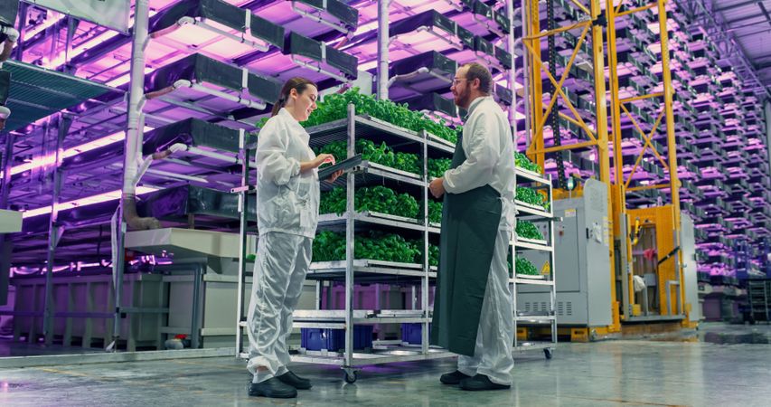 Agricultural Engineer and a Female Scientist Discussing Basil Leaves Quality on Vertical Farm With Neon Led Lights. Gardening Expert Providing Technical Advice for Growing Sustainable Green Produce.