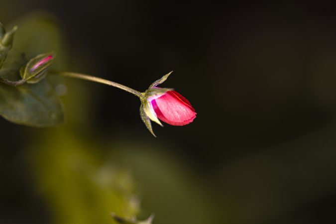 Small delicate red wild flower