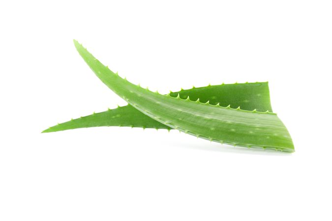 Aloe vera fresh leaves isolated on plain background. Treatment plant