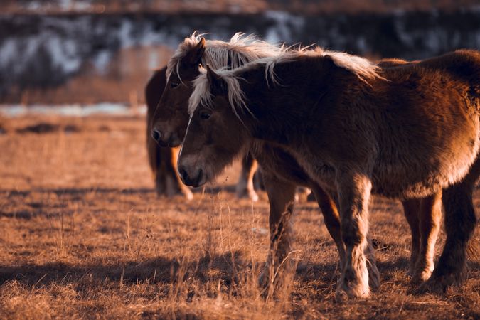 Wild horses pasturing on field near hills