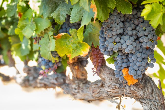 Vineyard with Lush, Ripe Wine Grapes on the Vine Ready for Harvest