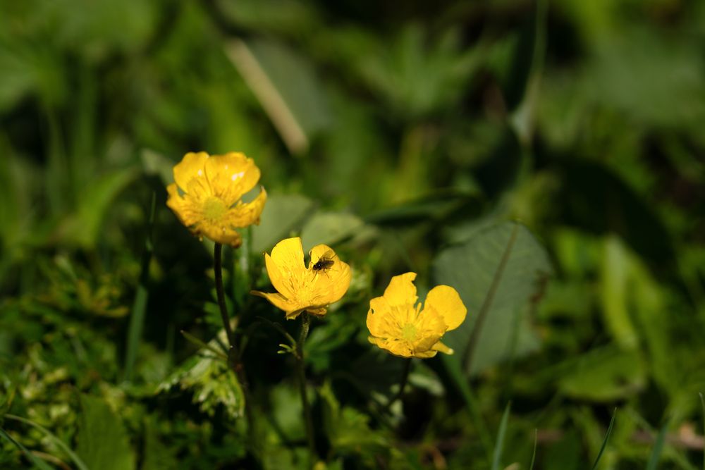Yellow wildflowers with tiny insect on petal.