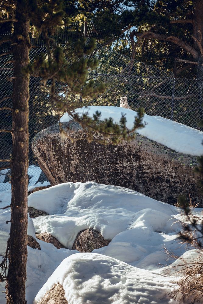 Lynx on stone with snow behind fence