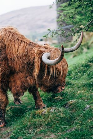 Big hairy yak pasturing on green meadow