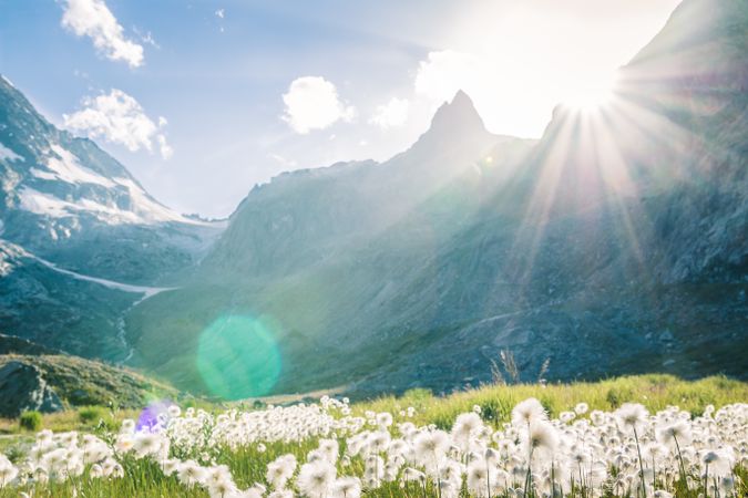 Fluffy dandelions on lawn in sunlight of rocky mountains under bright sky
