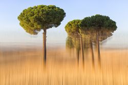 Beautiful trees in pictorialism nature