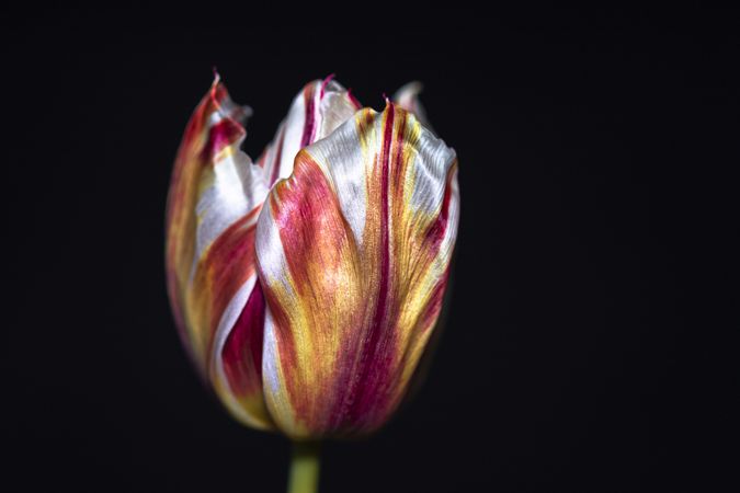 Side view of red and yellow tulip, close up