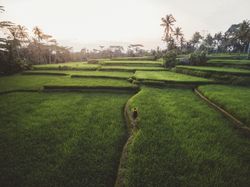 Traveler walking on spacious green plantation