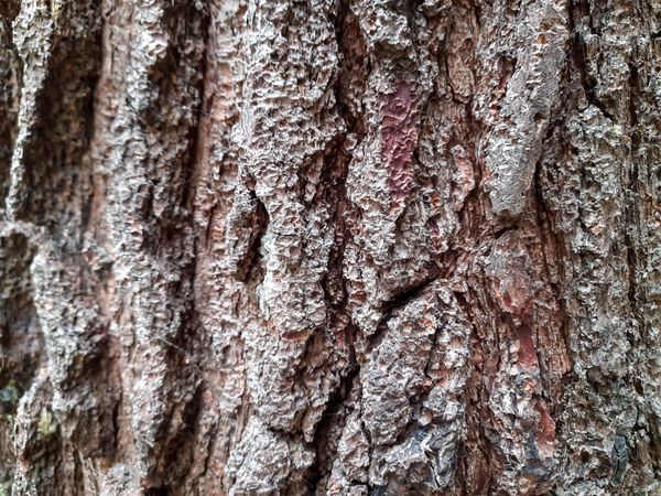 Closeup of Pine Tree Bark Texture