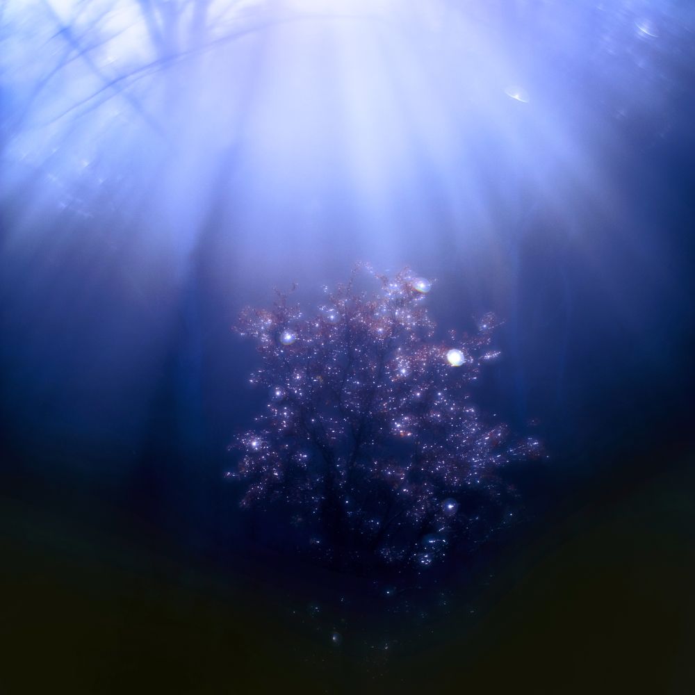 Blurred trees in forest