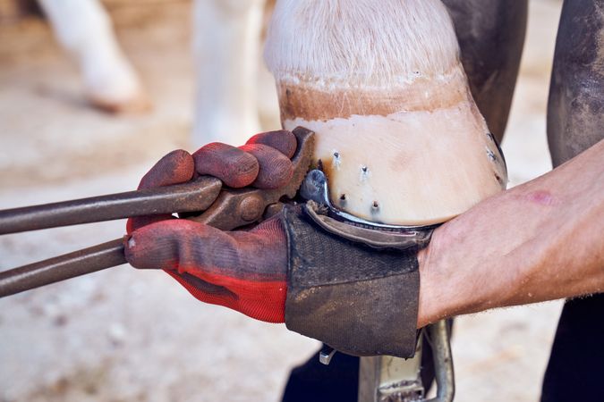 Blacksmith changing horseshoe to the leg of a horse using bald lime hammer pliers