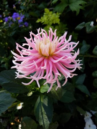 Single pink stars-lady dahlia in a hedge