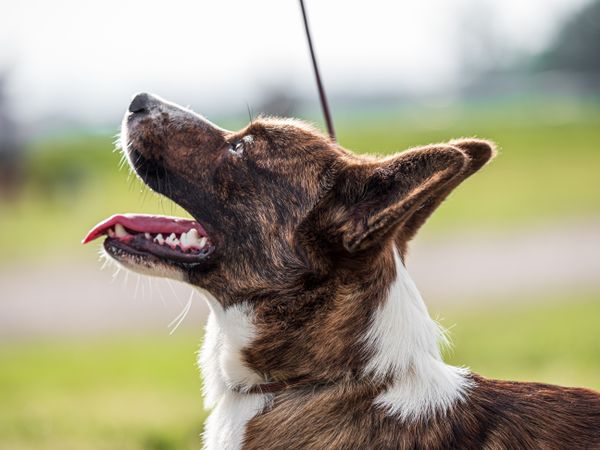Cardigan Welsh Corgi at a dog show. Sunny day.