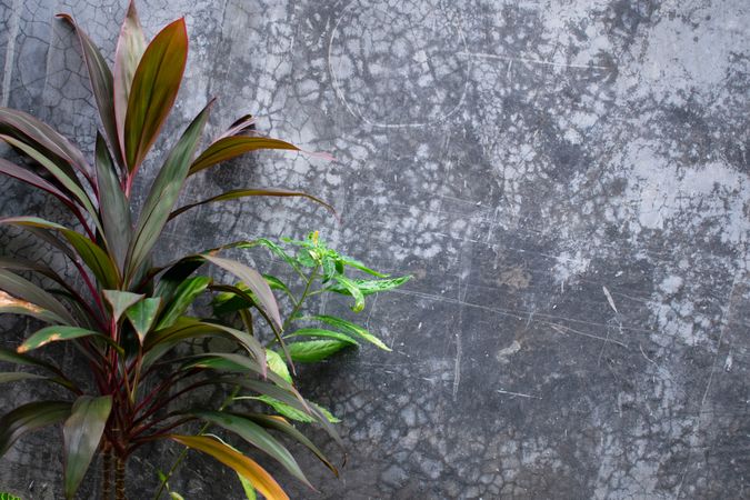 Houseplant in front of house with other plant as background