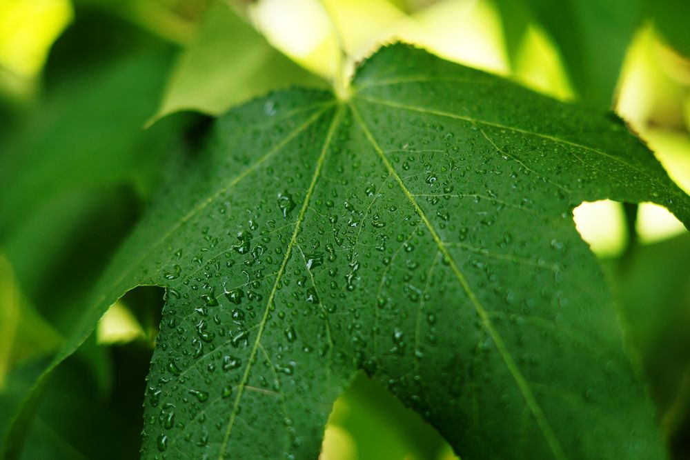 close up of fresh green foliage