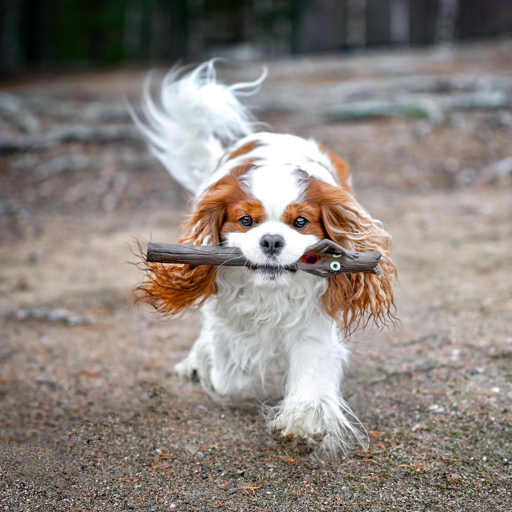 Dog holding a stick