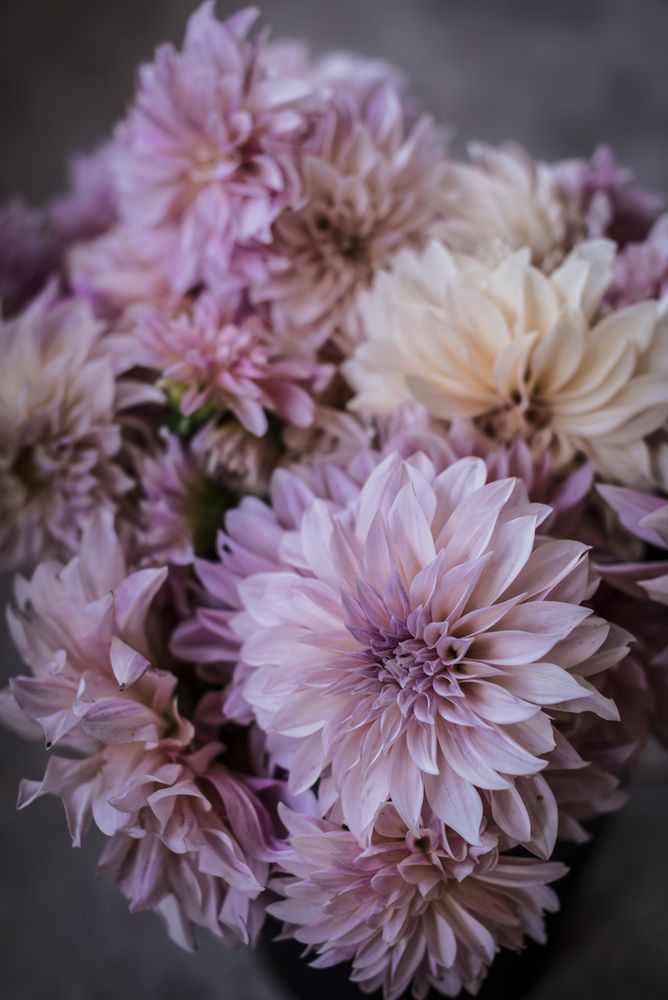 Bouquet of fresh pink flowers
