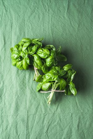 Aromatic basil bunch on a green background
