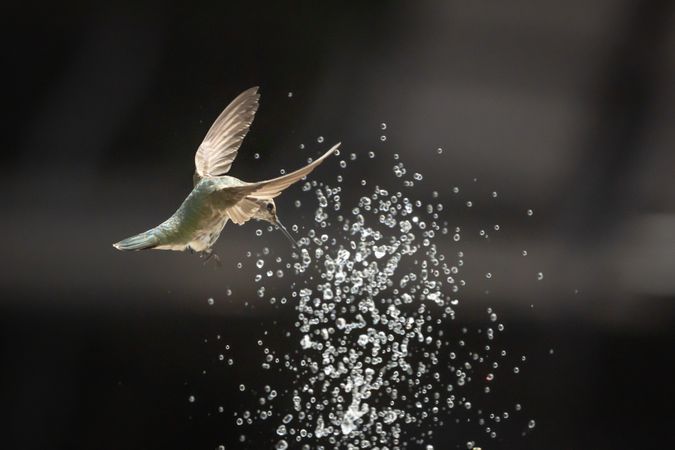 Hummingbird in Flight