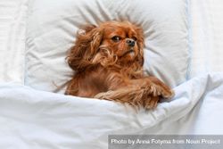 Cavalier spaniel tucked into the bedsheets 5RrnA5