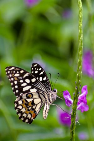 A beautiful Common Lime Butterfly on a tarpeta flower at a park in Mumbai, India