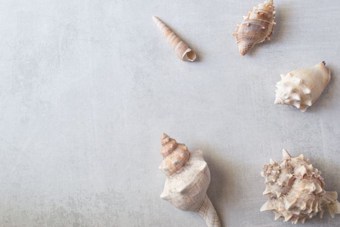 Seashells on a grey background. Summer beach theme. Copy space.