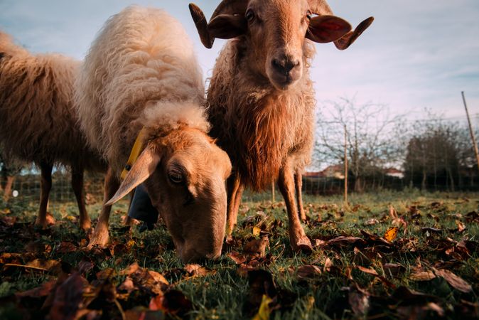 Sheep eating green grass on field